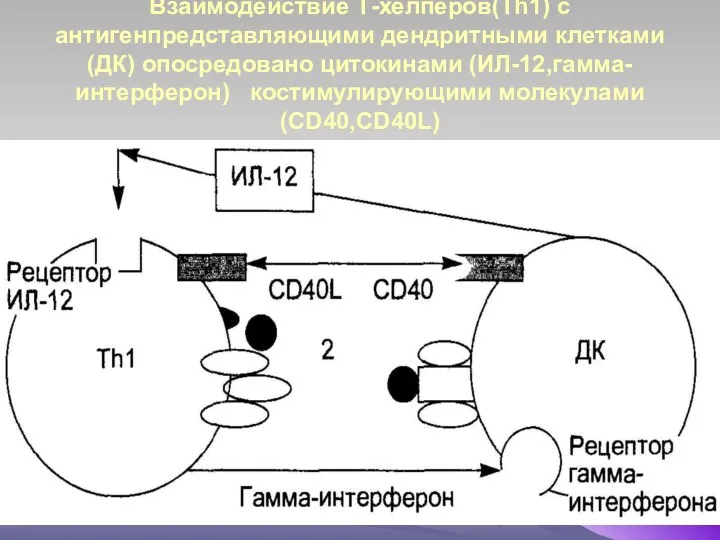 Взаимодействие Т-хелперов(Тh1) с антигенпредставляющими дендритными клетками (ДК) опосредовано цитокинами (ИЛ-12,гамма-интерферон) костимулирующими молекулами(CD40,CD40L)