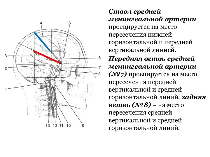 Ствол средней менингеальной артерии проецируется на место пересечения нижней горизонтальной