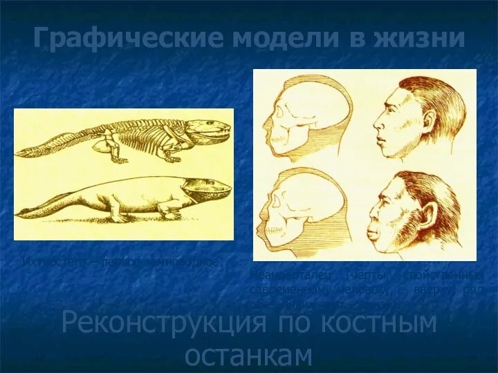 Графические модели в жизни Реконструкция по костным останкам Ихтиостега –