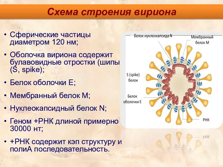 Схема строения вириона Сферические частицы диаметром 120 нм; Оболочка вириона