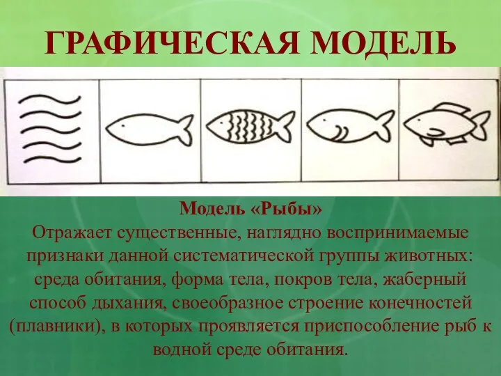 ГРАФИЧЕСКАЯ МОДЕЛЬ Модель «Рыбы» Отражает существенные, наглядно воспринимаемые признаки данной систематической группы животных: