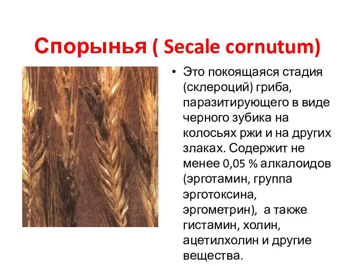 Спорынья ( Secale cornutum) Это покоящаяся стадия (склероций) гриба, паразитирующего