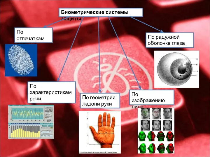 Биометрические системы защиты По отпечаткам пальцев По характеристикам речи По