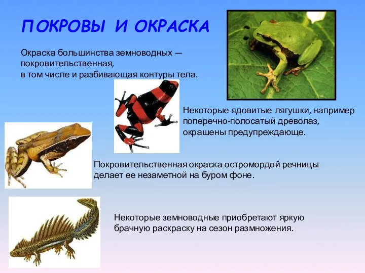 ПОКРОВЫ И ОКРАСКА Окраска большинства земноводных — покровительственная, в том