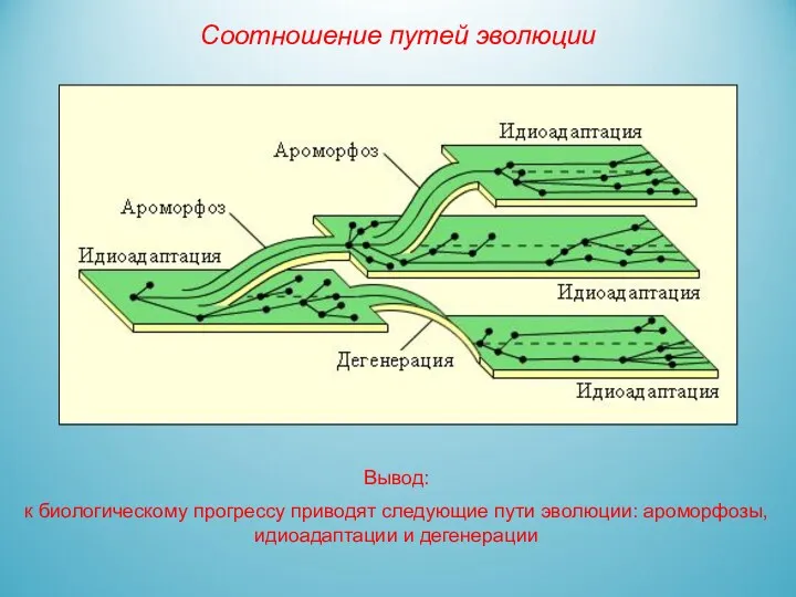 Вывод: к биологическому прогрессу приводят следующие пути эволюции: ароморфозы, идиоадаптации и дегенерации Соотношение путей эволюции