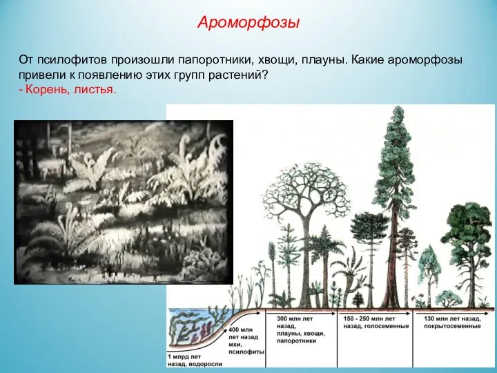 От псилофитов произошли папоротники, хвощи, плауны. Какие ароморфозы привели к