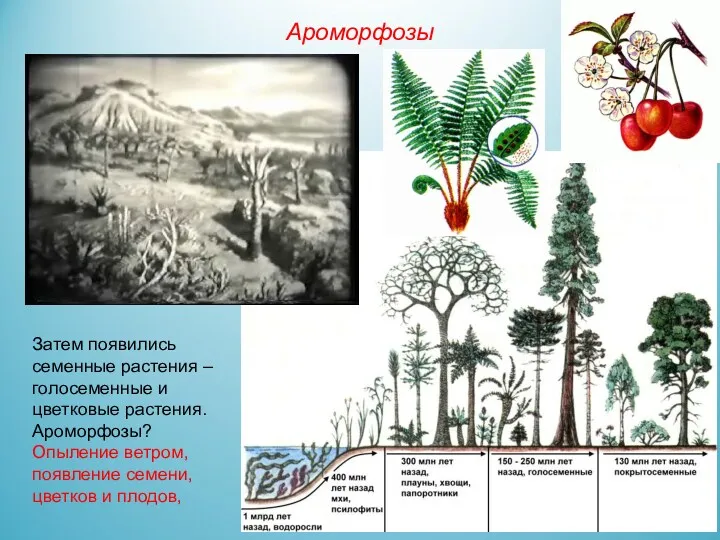 Затем появились семенные растения – голосеменные и цветковые растения. Ароморфозы?