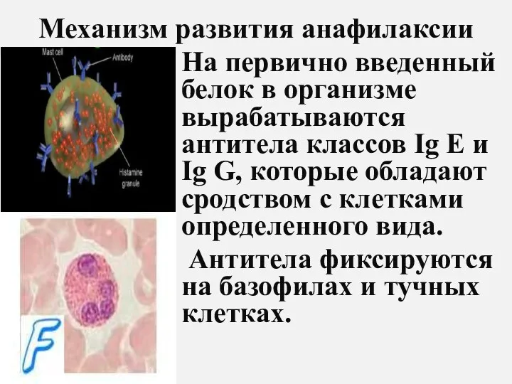 Механизм развития анафилаксии На первично введенный белок в организме вырабатываются