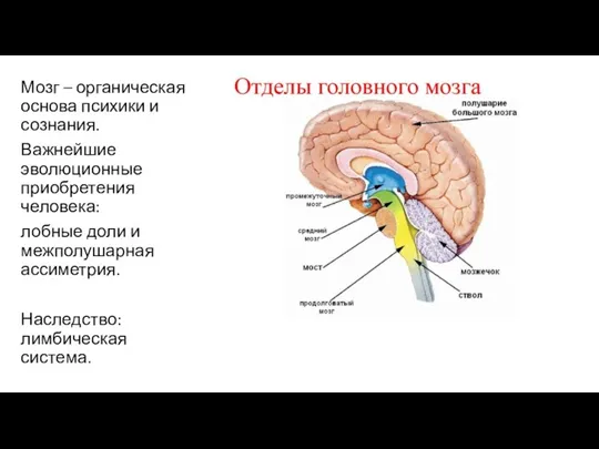 Мозг – органическая основа психики и сознания. Важнейшие эволюционные приобретения