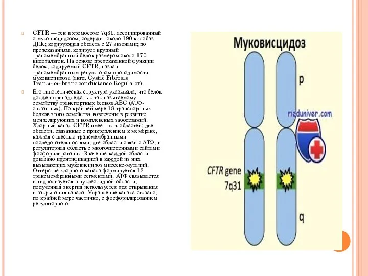 CFTR — ген в хромосоме 7q31, ассоциированный с муковисцидозом, содержит