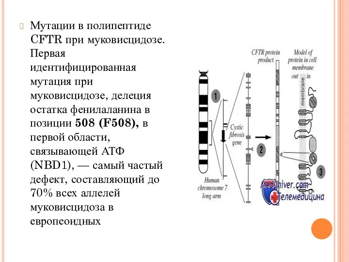 Мутации в полипептиде CFTR при муковисцидозе. Первая идентифицированная мутация при