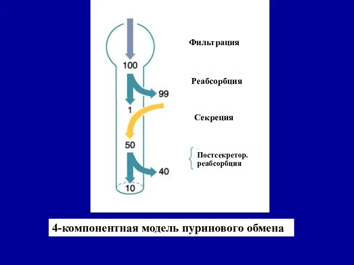 4-компонентная модель пуринового обмена Фильтрация Реабсорбция Секреция Постсекретор. реабсорбция