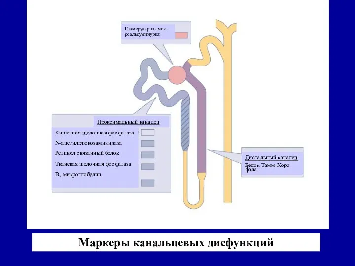 Маркеры канальцевых дисфункций Гломерулярная мик-роальбуминурия Проксимальный каналец Кишечная щелочная фосфатаза