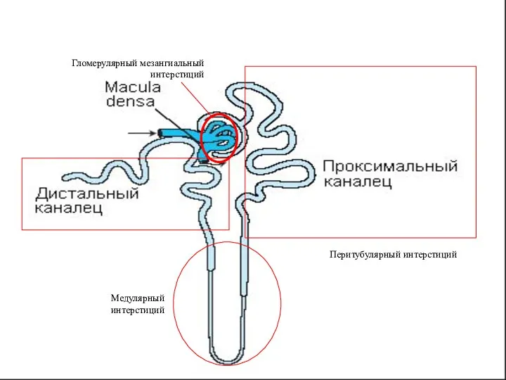 Перитубулярный интерстиций Гломерулярный мезангиальный интерстиций Медулярный интерстиций