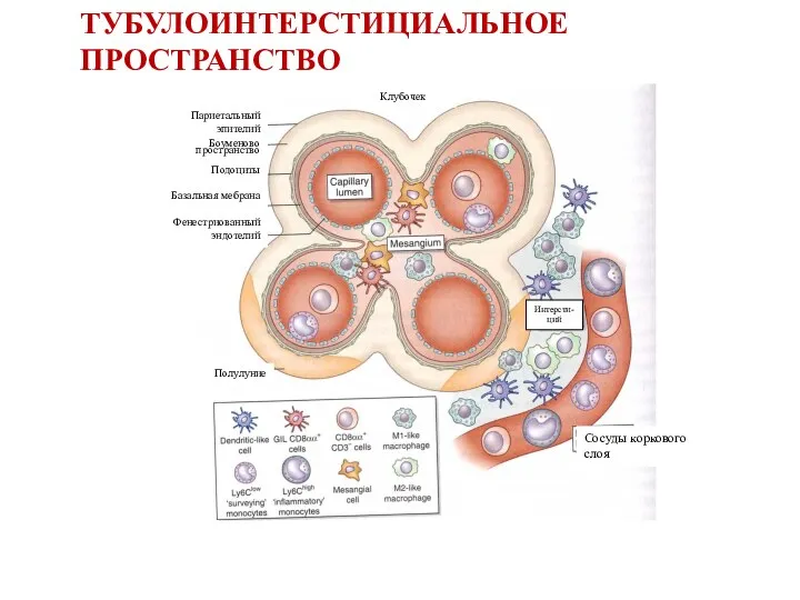 Клубочек Париетальный эпителий Боуменово пространство Подоциты Базальная мебрана Фенестриованный эндотелий