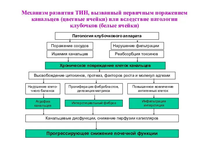 Механизм развития ТИН, вызванный первичным поражением канальцев (цветные ячейки) или