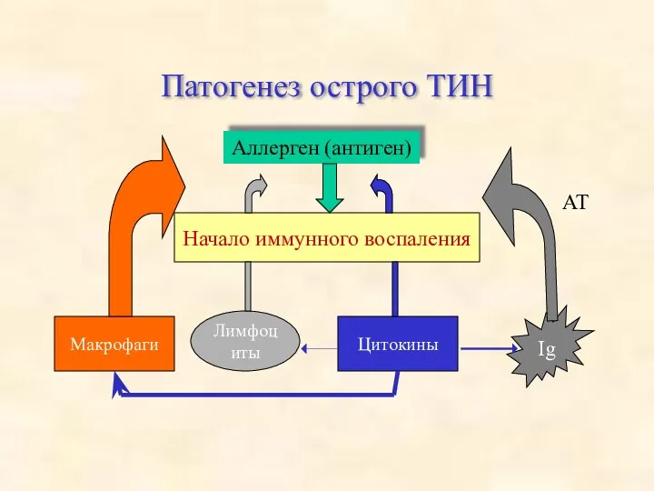 Патогенез острого ТИН Аллерген (антиген) Начало иммунного воспаления Макрофаги Лимфоциты Цитокины Ig АТ