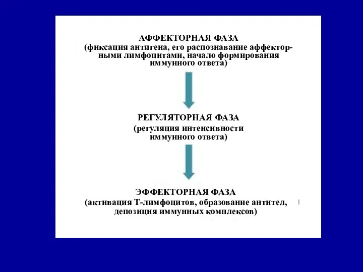 АФФЕКТОРНАЯ ФАЗА (фиксация антигена, его распознавание аффектор- ными лимфоцитами, начало