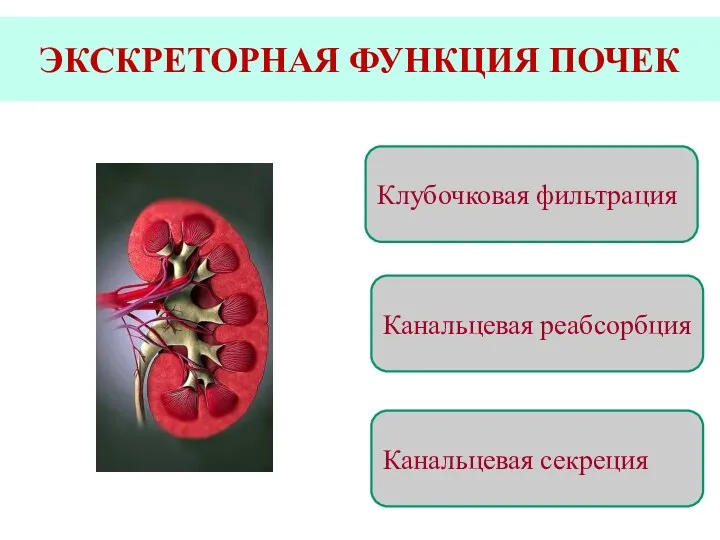 ЭКСКРЕТОРНАЯ ФУНКЦИЯ ПОЧЕК Клубочковая фильтрация Канальцевая реабсорбция Канальцевая секреция