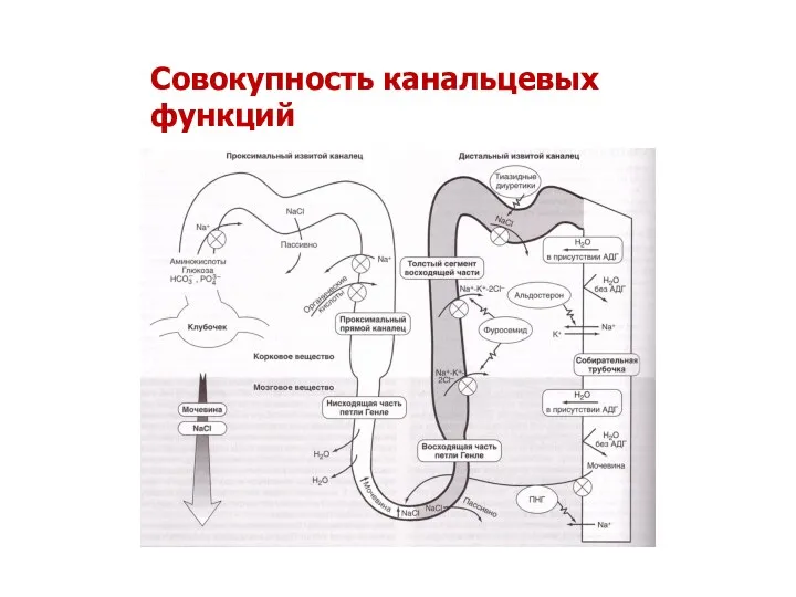 Совокупность канальцевых функций