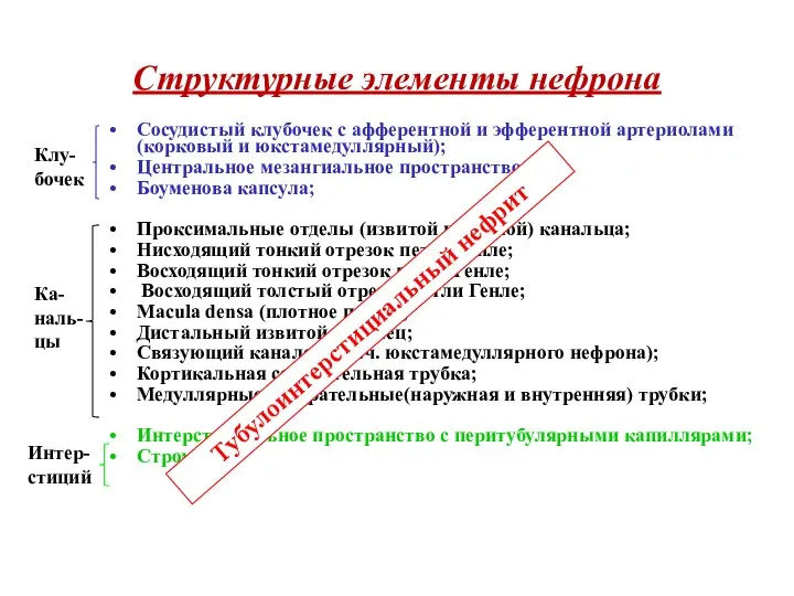 Структурные элементы нефрона Сосудистый клубочек с афферентной и эфферентной артериолами