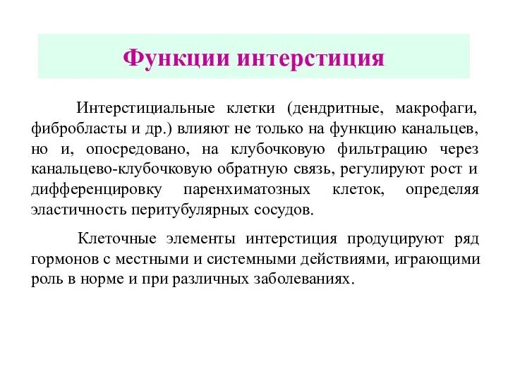 Функции интерстиция Интерстициальные клетки (дендритные, макрофаги, фибробласты и др.) влияют