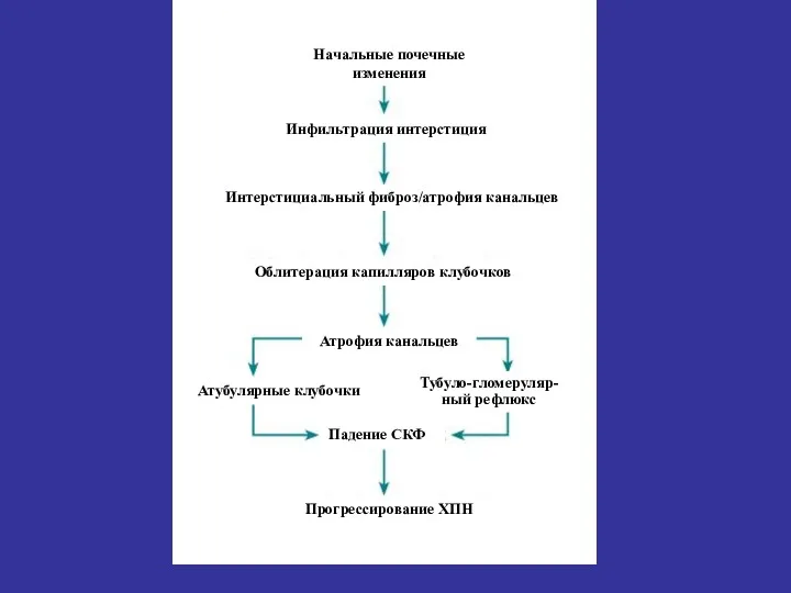 Начальные почечные изменения Инфильтрация интерстиция Интерстициальный фиброз/атрофия канальцев Облитерация капилляров