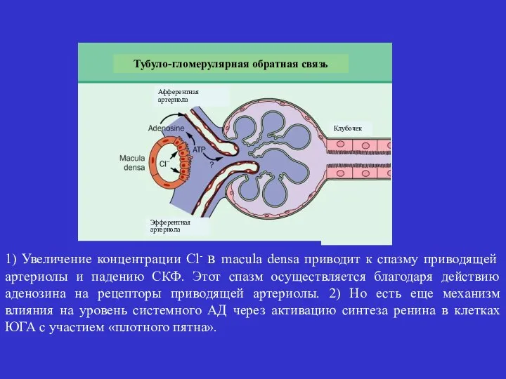 Тубуло-гломерулярная обратная связь Афферентная артериола Эфферентная артериола Клубочек 1) Увеличение