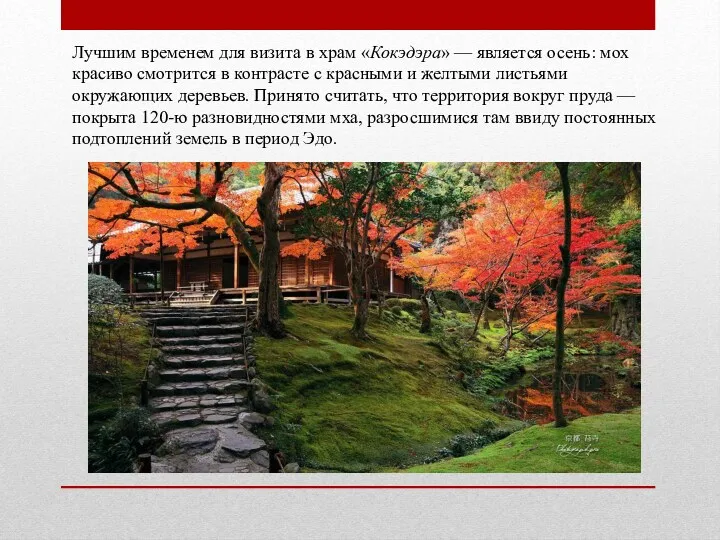 Лучшим временем для визита в храм «Кокэдэра» — является осень: мох красиво смотрится