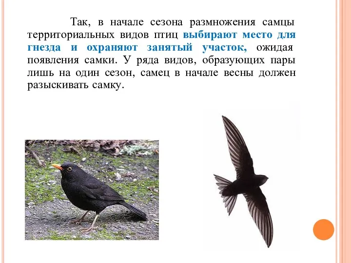 Так, в начале сезона размножения самцы территориальных видов птиц выбирают