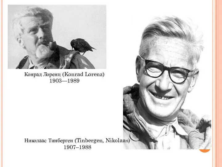 Конрад Лоренц (Konrad Lorenz) 1903—1989 Николаас Тинберген (Tinbergen, Nikolaas) 1907–1988