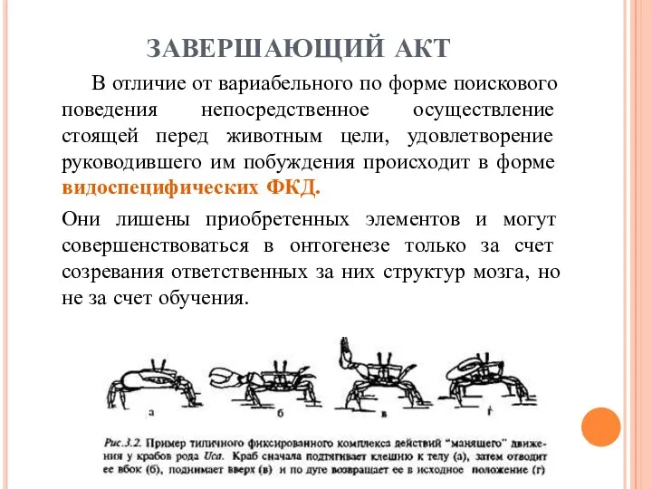 ЗАВЕРШАЮЩИЙ АКТ В отличие от вариабельного по форме поискового поведения