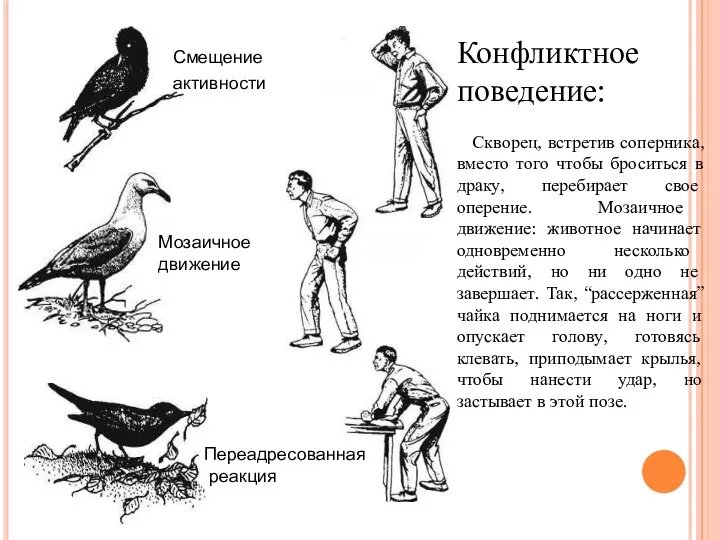 Смещение активности Мозаичное движение Переадресованная реакция Конфликтное поведение: Скворец, встретив