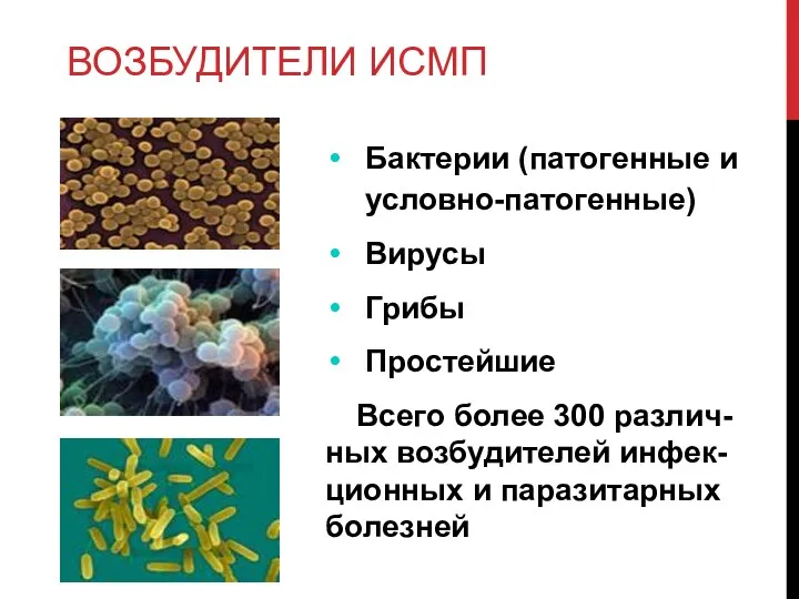 ВОЗБУДИТЕЛИ ИСМП Бактерии (патогенные и условно-патогенные) Вирусы Грибы Простейшие Всего более 300 различ-ных