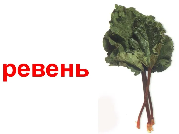 ревень Ревень