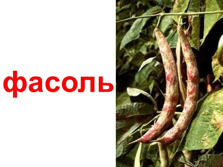 фасоль Фасоль