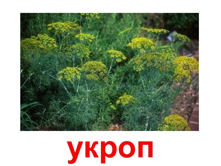 укроп Укроп