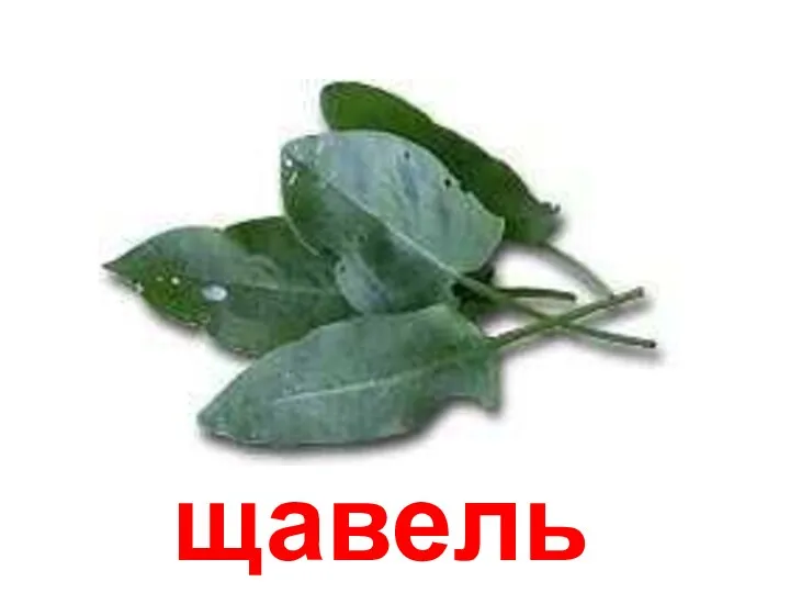 щавель Щавель