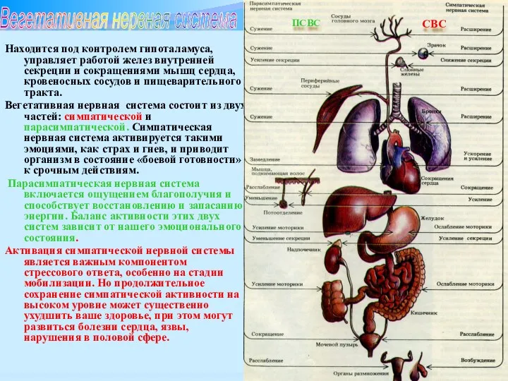 Вегетативная нервная система Находится под контролем гипоталамуса, управляет работой желез