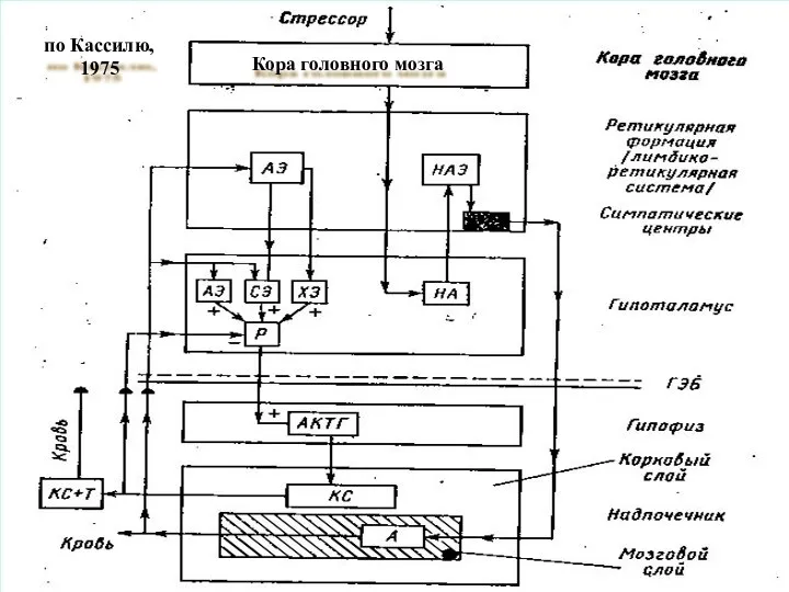 по Кассилю, 1975 Кора головного мозга