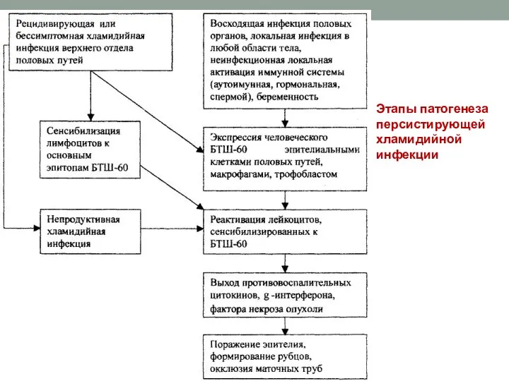 Этапы патогенеза персистирующей хламидийной инфекции