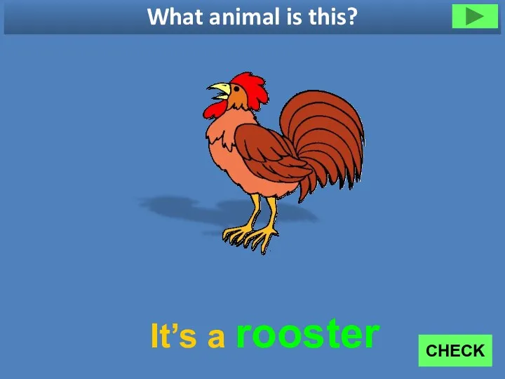 What animal is this? It’s a rooster CHECK