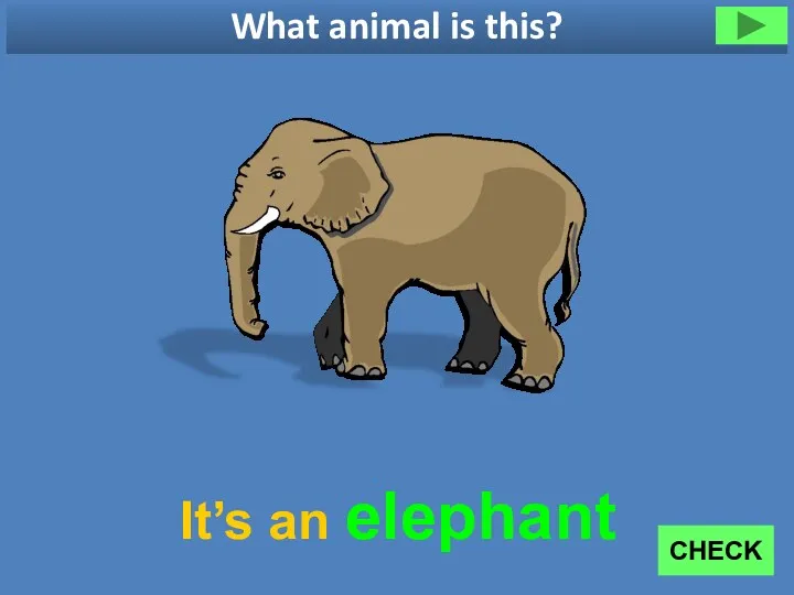 What animal is this? It’s an elephant CHECK