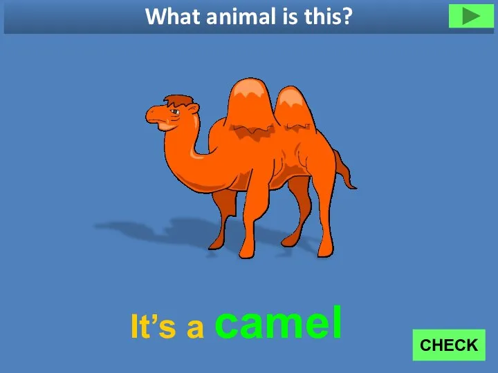 What animal is this? It’s a camel CHECK