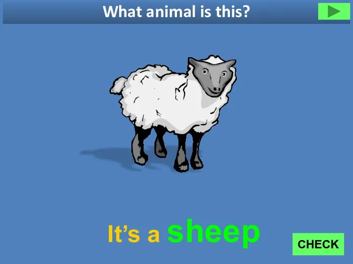 What animal is this? It’s a sheep CHECK