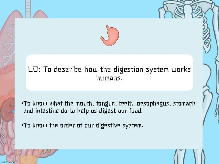 LO: To describe how the digestion system works humans. To