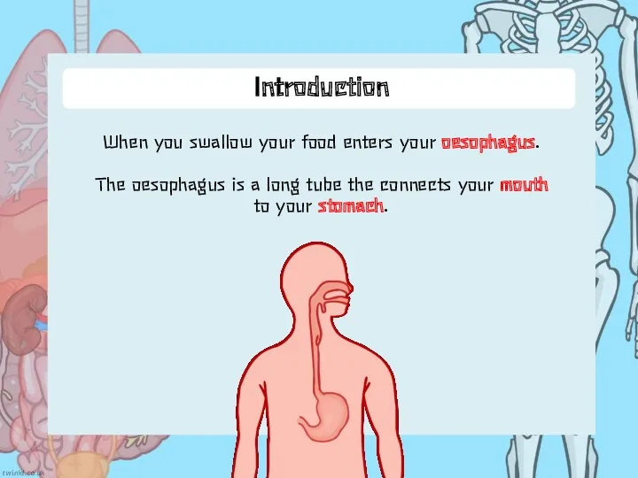 Introduction When you swallow your food enters your oesophagus. The