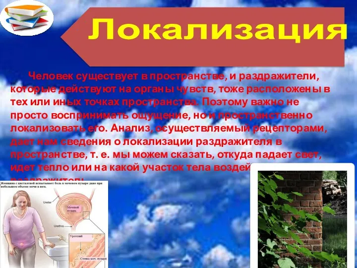 Локализация Человек существует в пространстве, и раздражители, которые действуют на органы чувств, тоже