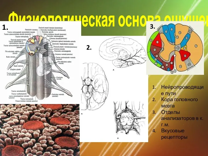 Физиологическая основа ощущений 1. 2. 3. 4. Нейропроводящие пути Кора головного мозга Отделы