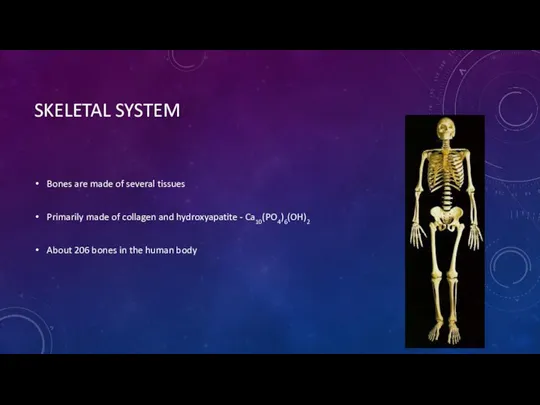 SKELETAL SYSTEM Bones are made of several tissues Primarily made